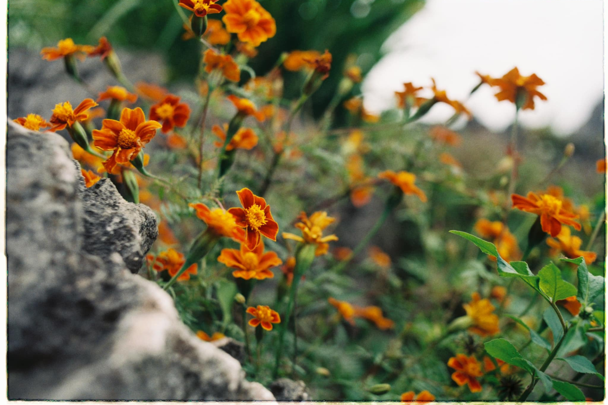Vibrant orange chrysanthemum flowers in Ha Giang